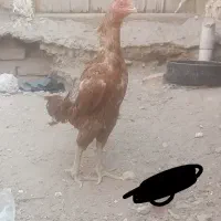 هر نوع لاری