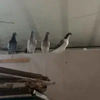 کفتر با تخم و جوجه بشرط