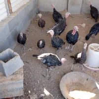 بوقلمون ،مرغ|حیوانات مزرعه|مبارکه, |دیوار