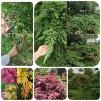 فروش انواع گل و گیاه بیرونی