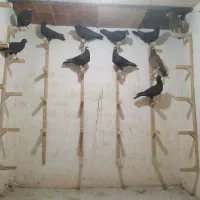 11تا کفتر جوون پریده