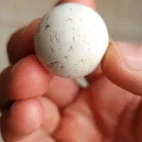 الماس آسیاب اصل سختی ۱۰ چگالی ۳.۵۲