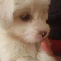 سگ شیتزو مالتیز