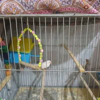 فنچ|پرنده|نسیم‌شهر, |دیوار