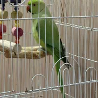 فروش ملنگو نر