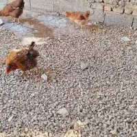 مرغ محلی|پرنده|شیراز, حسن آباد|دیوار