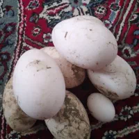 تخم مرغ قوغاز