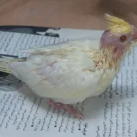 جوجه سرلاکی عروس هلندی