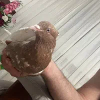 سینه زرد کاکلی