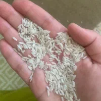 برنج طارم هاشمی و فجر