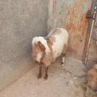 فروش بره