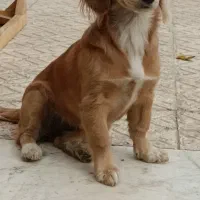 فروش سگ گلدن اشپیتز|سگ|فردیس, شهرک ۱۱۰|دیوار