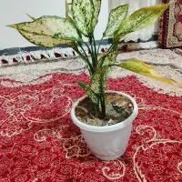 گل زیبا