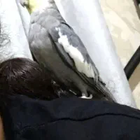 عروس هلندی مولد سخنگو