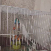 جفت عروس هلندی