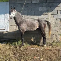 اسب دوخون|اسب و تجهیزات اسبسواری|ضیابر, |دیوار