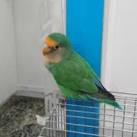 طوطی برزیلی نر بالغ
