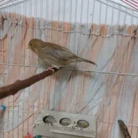 جفت قناری شوروزیبا
