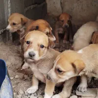 سگ سرابی|سگ|کرمانشاه, |دیوار