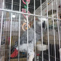 کاسکو سخنگو|پرنده|رفسنجان, |دیوار