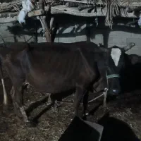 یک عددگاوباگوساله ماده