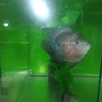 ماهی فلاور باکس نر