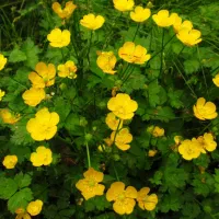 فروش گیاه آلاخ حدود 24 تن