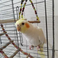 عروس هلندی نر بالغ