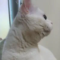 بریتیش اسکاتیش