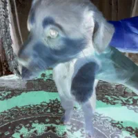 ۴ عدد توله پا کوتاه اش اشپیدس|سگ|مشهد, عبادی|دیوار