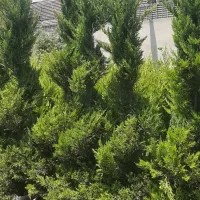 درخت مثمر و غیرمثمر جرایم شهرداری،زیتون تلخ،بن 15|خدمات باغبانی و درختکاری|تهران, ستارخان|دیوار