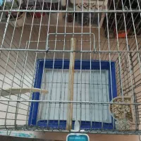 قفس پرنده