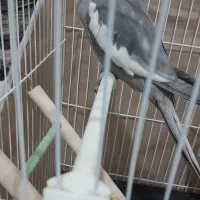 عروس هلندی نرسرحال|پرنده|مشهد, نیزه|دیوار