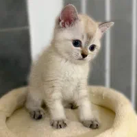 بچه گربه بریتیش سیلور چشم آبی