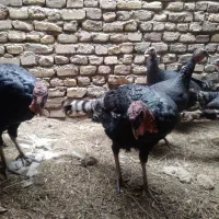 بوقلمون|پرنده|داران, |دیوار