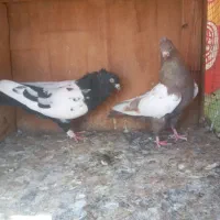 کبوتر سینه ای نروماده جفتن خریدار زنگ بزن|پرنده|تهران, نعمت‌آباد|دیوار