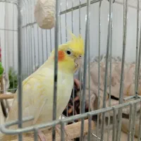 دو عدد عروس هلندی نروماده