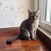 پت خونگی رایگان یک سالشه