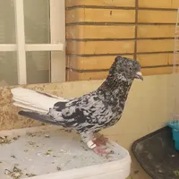 کبوتر دم سفید ۴عددوسهره نر