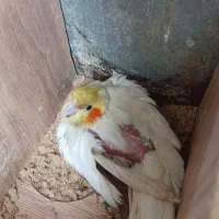 مرغ عشق پروانیی