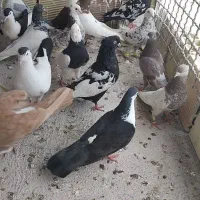 کفتر رنگه