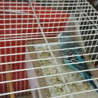 مرغ عشق|پرنده|شیروان (خراسان), |دیوار