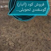 کود (انبار) گوسفندی