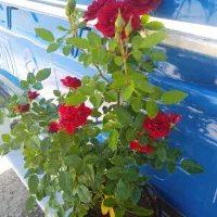 گل انتوریوم حراجی۹۹|حراج|بروجرد, |دیوار