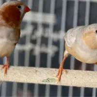 فنچ کینگ اروپایی بسیار با کیفیت سایز درشت