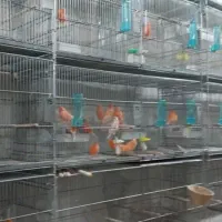 فروش تعداد محدود از قناری رد فاکتور وموزائیکی|پرنده|مشهد, ویلاشهر|دیوار