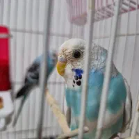 مرغ عشق با قفس