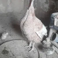 بوقلمون ماده با ۸ جوجه