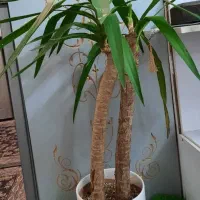 گل یوکا بزرگ