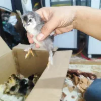 جوجه برهما دیلگونی|حیوانات مزرعه|دهدشت, |دیوار